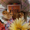suzette_hill